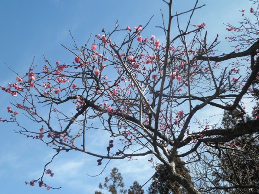 ume1kin270318