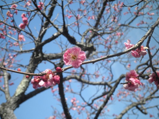 ume1se270318