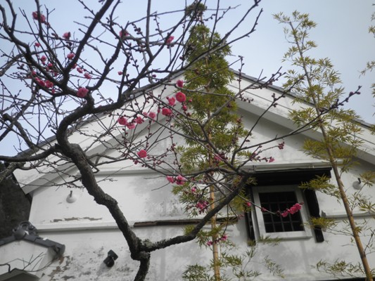 ume22271229
