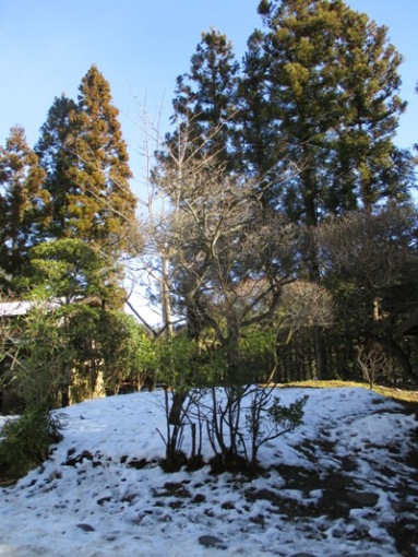 ume22300103