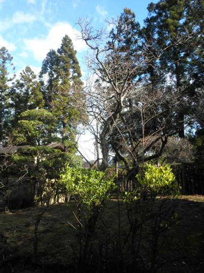 ume2271222