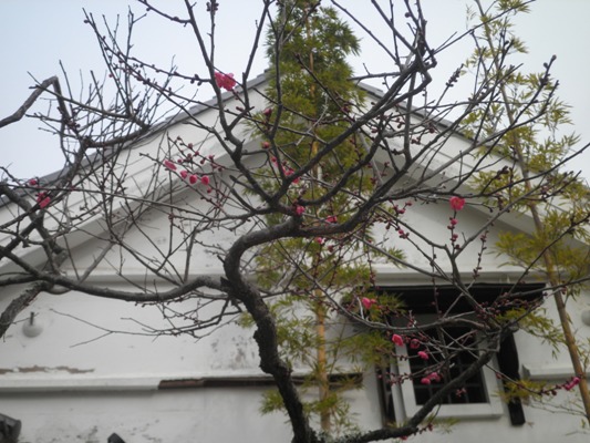 ume2271223