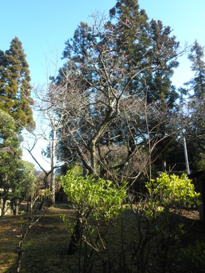 ume2280105