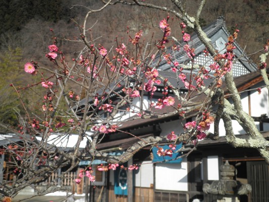 ume2280203