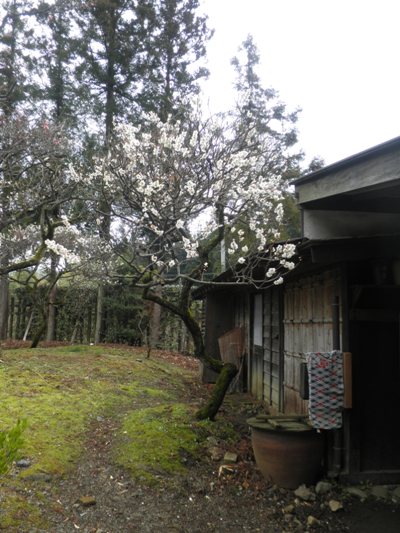 ume2280328