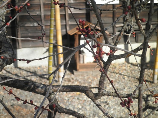 ume2281223