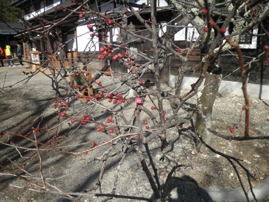 ume2290131