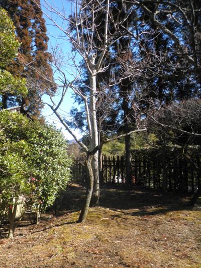 ume2290222