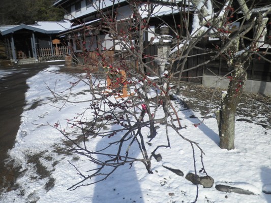 ume22902902