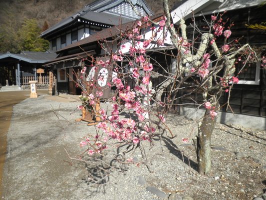 ume2290306