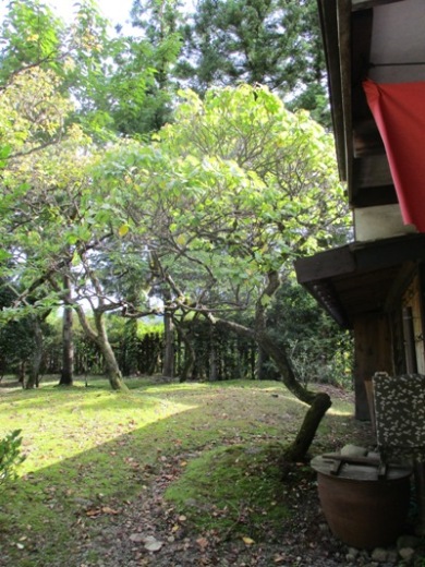 ume2290922