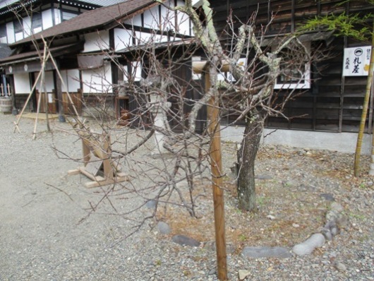 ume2291126