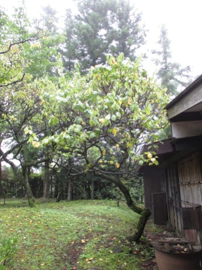 ume2300912