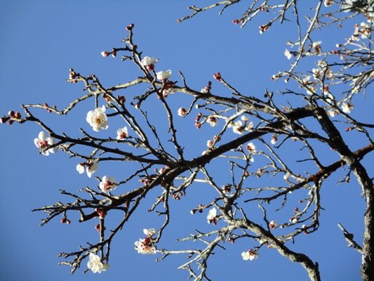 ume2310306