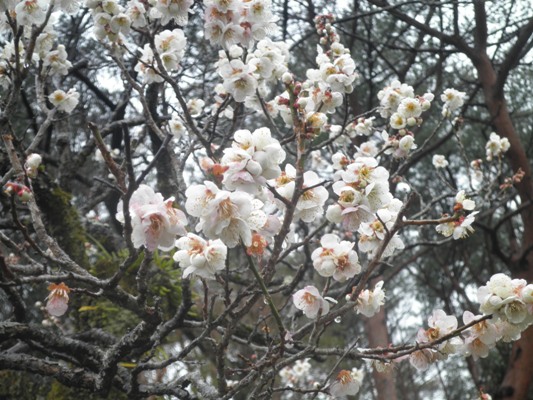 ume280314