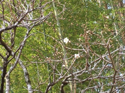 ume290321