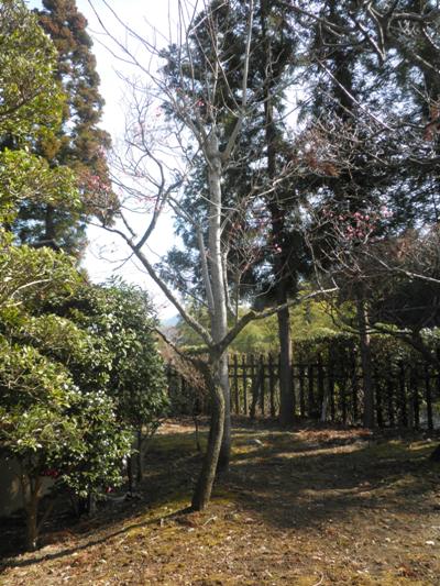 ume2en270318