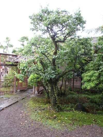 ume300621