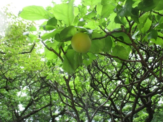 ume3010714