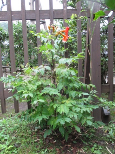 ume3010723