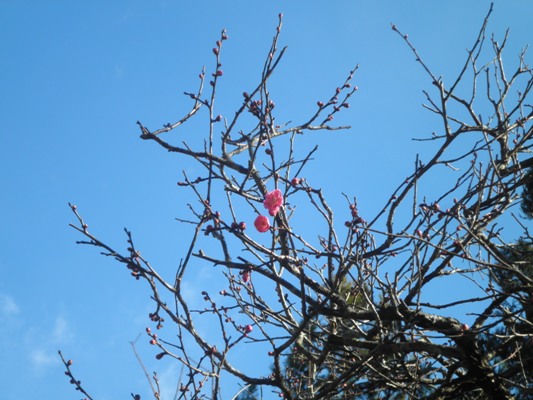 ume3271222