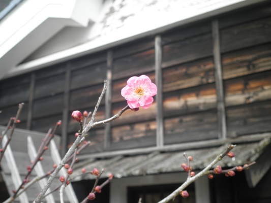 ume3271223