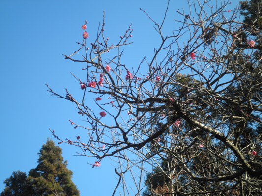 ume3280105