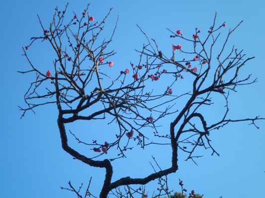 ume3280115