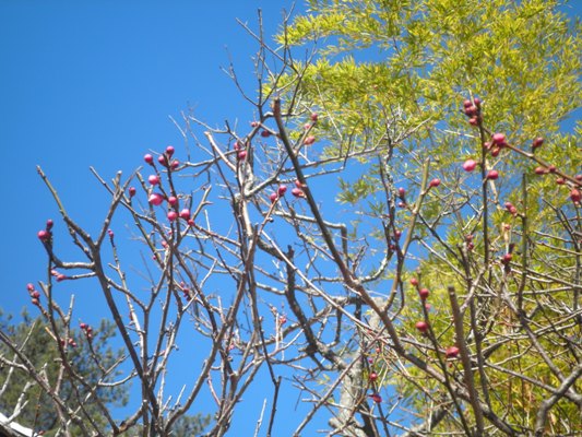 ume3280122