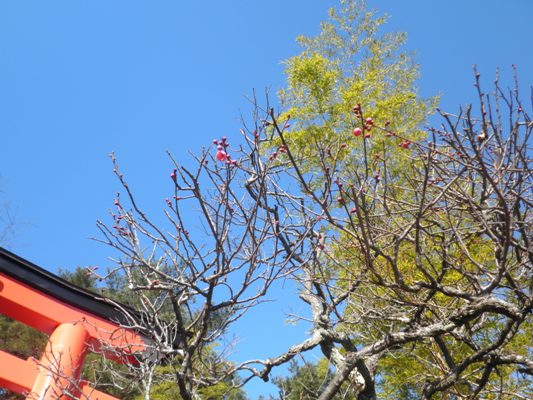 ume3280128