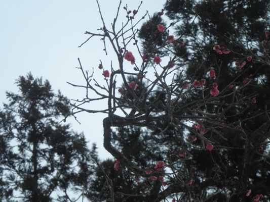 ume3280201