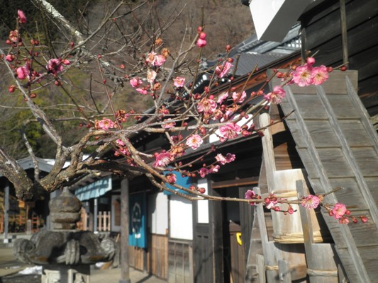 ume3280203