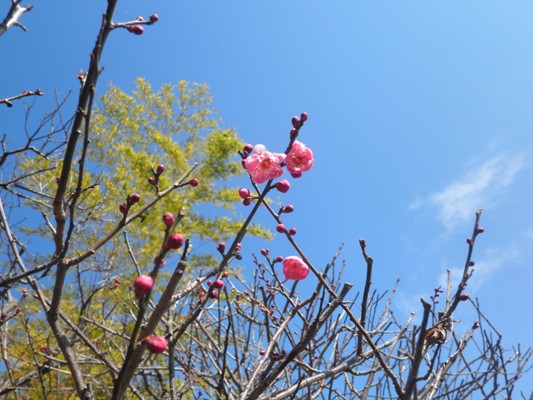 ume3280208