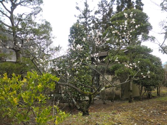 ume3280324