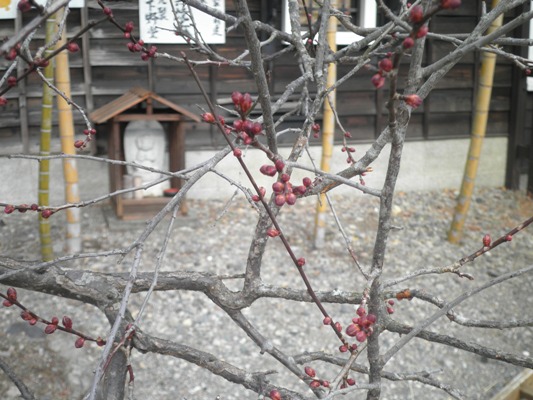 ume3290103