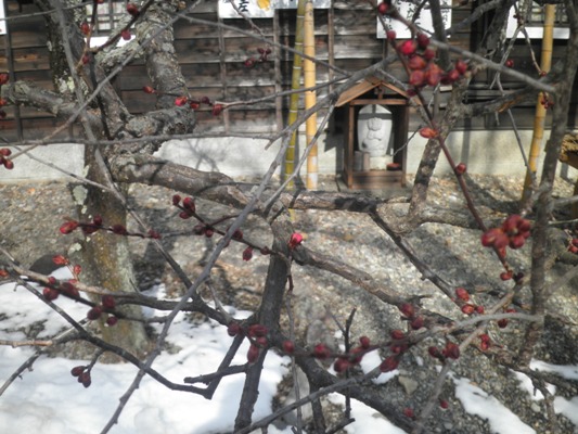 ume3290119