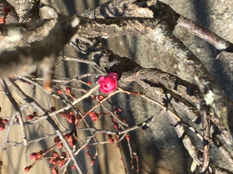 ume3290131