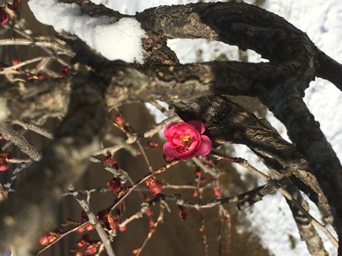 ume3290202