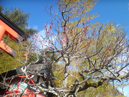 ume3290303