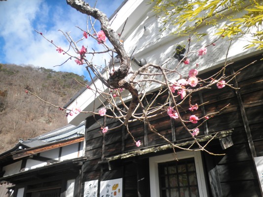 ume3290306