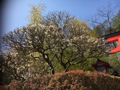 ume3290325