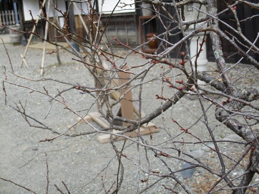ume3291126