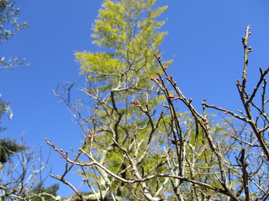 ume3291227