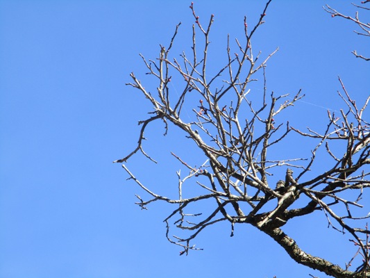 ume3300104