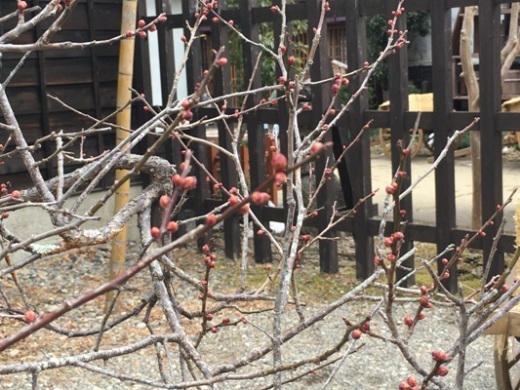 ume3300108