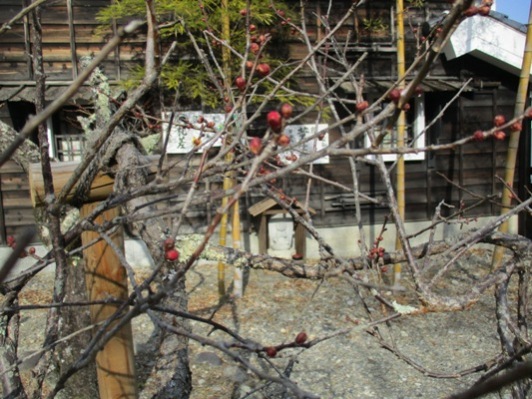 ume3300125