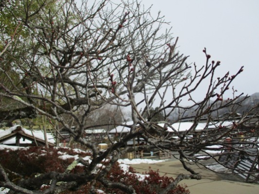 ume3300131