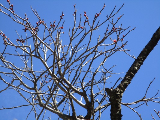 ume3300304