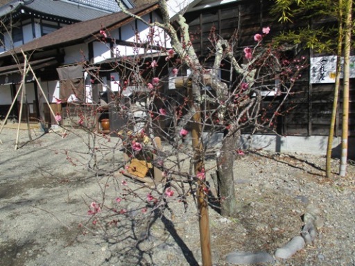 ume3300305