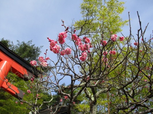 ume3300326